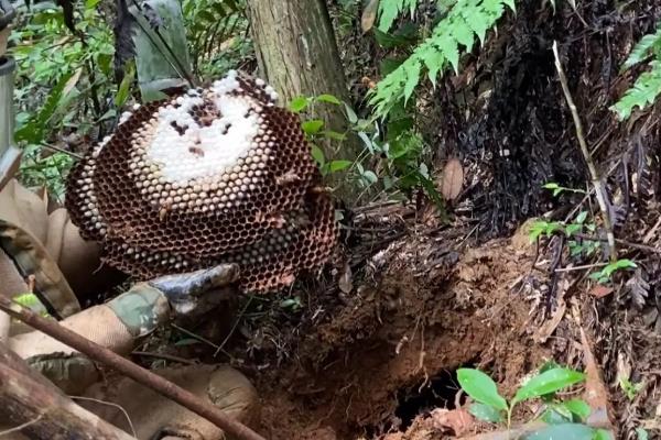 虎头蜂的蜂巢一般在哪,筑于地下土洞中或树洞中