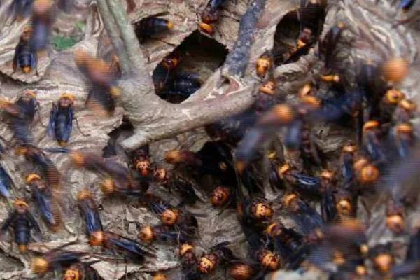 虎头蜂的蜂巢一般在哪,筑于地下土洞中或树洞中