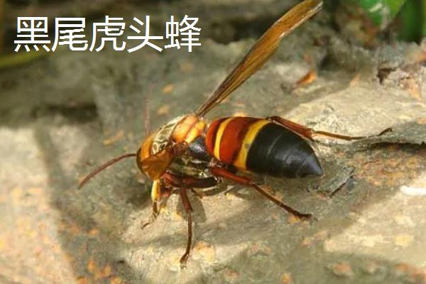 虎头蜂的蜂巢一般在哪,筑于地下土洞中或树洞中