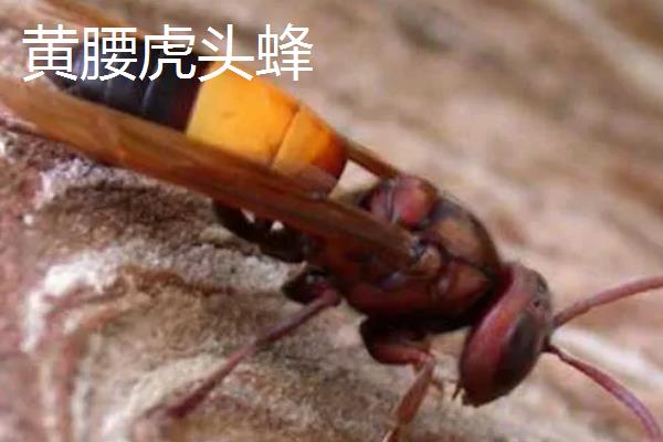 虎头蜂的蜂巢一般在哪,筑于地下土洞中或树洞中