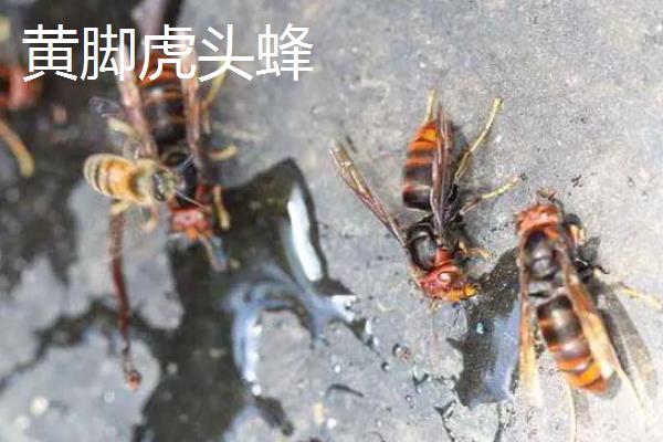 虎头蜂的蜂巢一般在哪,筑于地下土洞中或树洞中