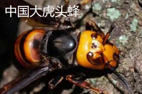 虎头蜂的蜂巢一般在哪,筑于地下土洞中或树洞中