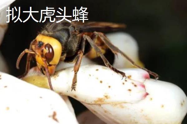 虎头蜂的蜂巢一般在哪,筑于地下土洞中或树洞中