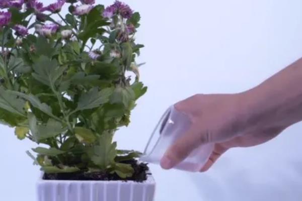 菊花长势不旺该怎么施肥，需要定期为其追肥