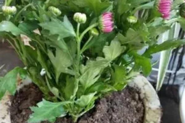 菊花长势不旺该怎么施肥，需要定期为其追肥