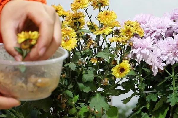 菊花长势不旺该怎么施肥，需要定期为其追肥