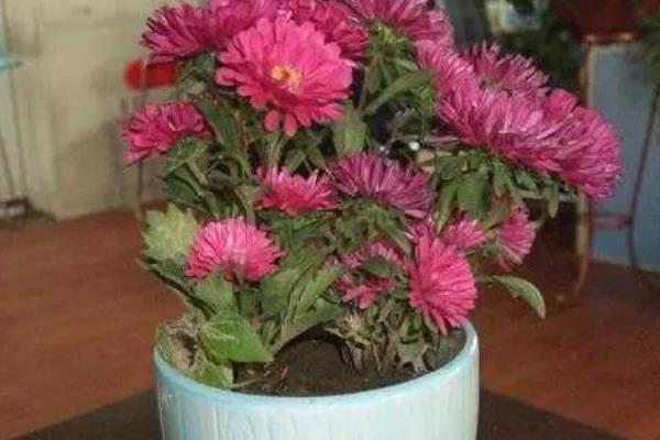 菊花长势不旺该怎么施肥，需要定期为其追肥