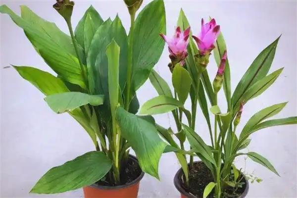 七叶树果实能不能吃，七叶树的果树不能食用