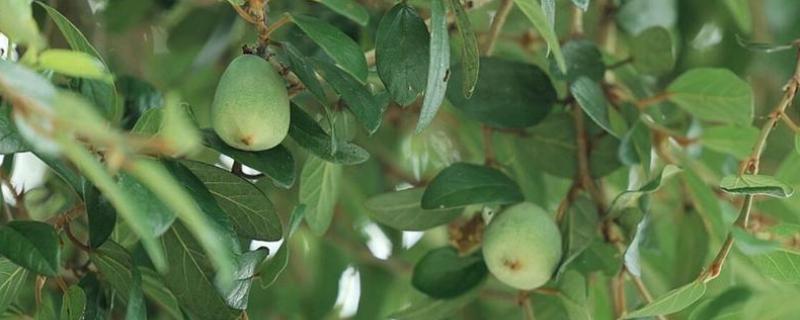 薜荔果在几月可以摘，8-9月可以摘