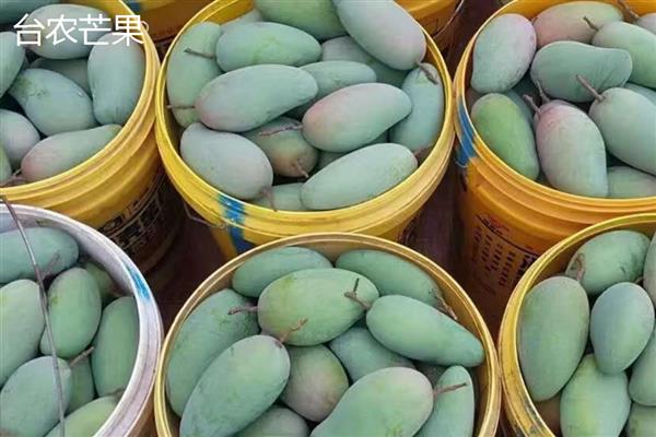 好吃的芒果品种还有哪些，推荐台农芒果、苹果芒等