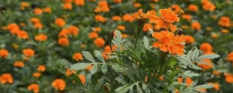 怎么种植孔雀菊，喜欢生长在温暖环境中