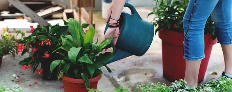 红酒能不能浇花,红酒能用来浇花