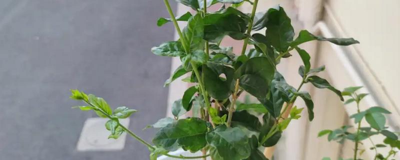 春季如何修剪虎头茉莉，主要是进行摘心和打顶处理