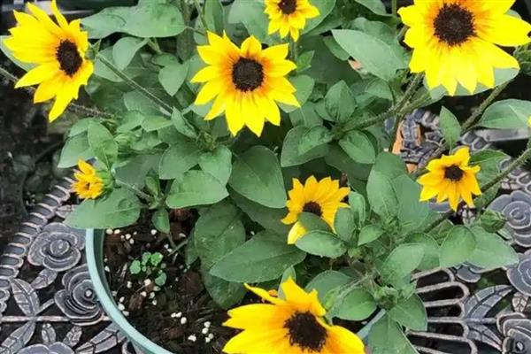 太阳花冬天枯萎如何处理，放在向阳处并保持适温可让枝叶恢复生长