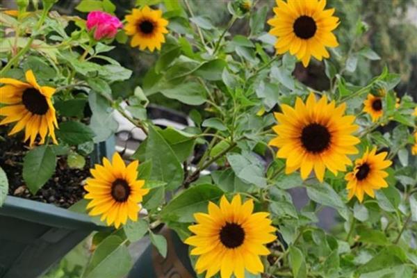 太阳花冬天枯萎如何处理，放在向阳处并保持适温可让枝叶恢复生长