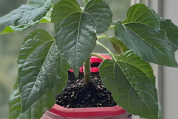 太阳花冬天枯萎如何处理，放在向阳处并保持适温可让枝叶恢复生长