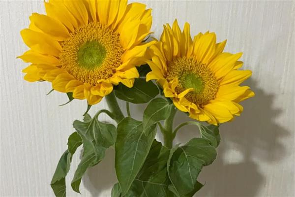 太阳花冬天枯萎如何处理，放在向阳处并保持适温可让枝叶恢复生长