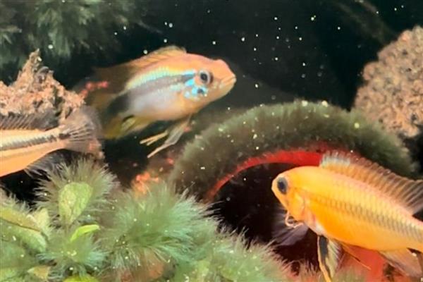 阿卡西短鲷和灯鱼混养可行吗，是可行的