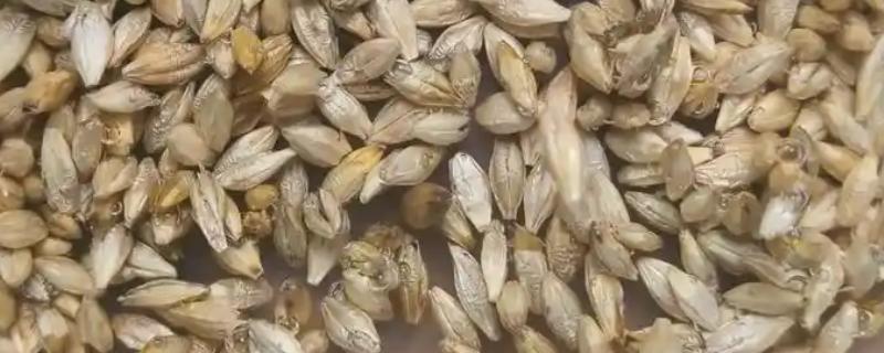 大麦种子要泡多久才可以种，通常要泡6-12个小时左右