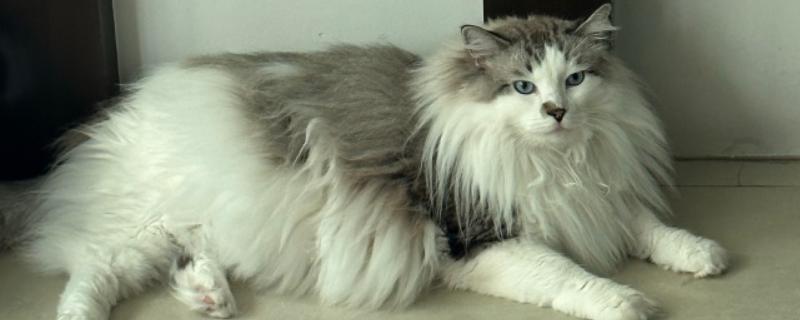 猫咪为什么会发烧，主要是病毒或细菌感染等因素引起