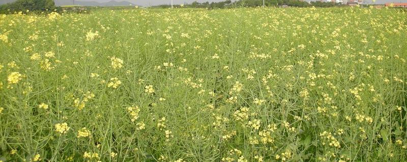 哪种油菜种子出油率高，推荐中双11号、中双12号等