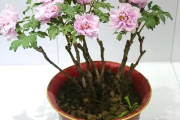 富贵花盆栽如何养护，长出新叶芽后每天让它晒光5-6小时