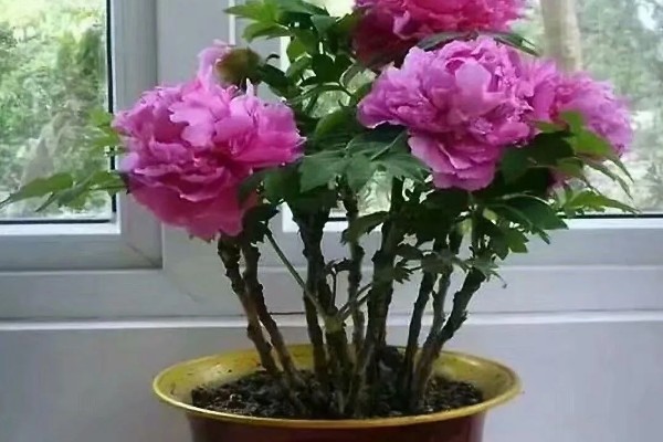 富贵花盆栽如何养护，长出新叶芽后每天让它晒光5-6小时