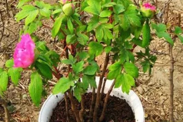 富贵花盆栽如何养护，长出新叶芽后每天让它晒光5-6小时