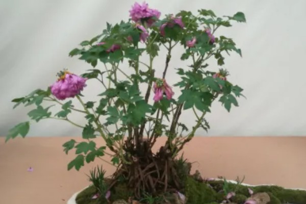 富贵花盆栽如何养护，长出新叶芽后每天让它晒光5-6小时