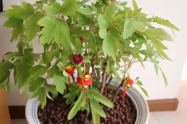 富贵花盆栽如何养护，长出新叶芽后每天让它晒光5-6小时