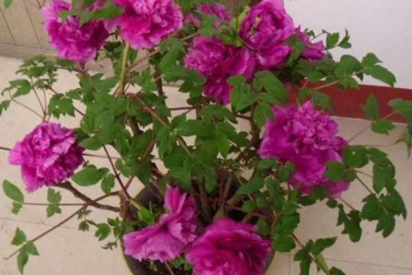 富贵花盆栽如何养护，长出新叶芽后每天让它晒光5-6小时