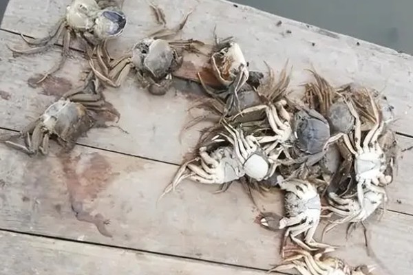 螃蟹死了能不能吃，在常温条件下死亡超过2小时便不能食用