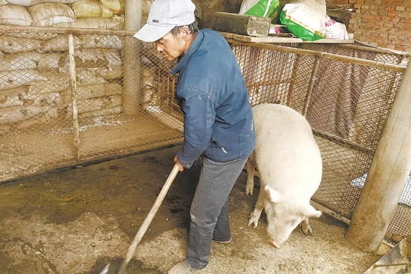 养猪喂什么可以快速生长，饲喂精饲料、青饲料可加快生长速度