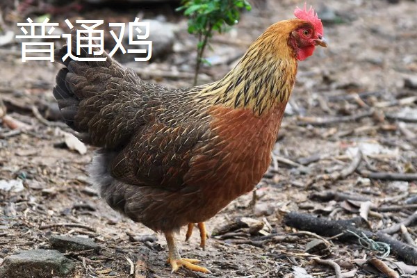 黄油鸡和普通鸡的区别，性格和外观均不同