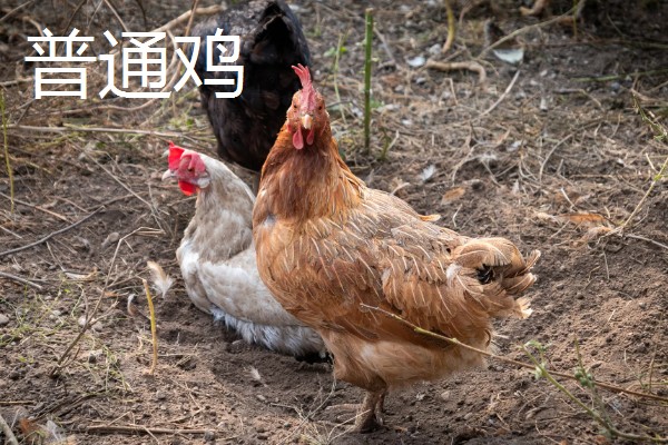 黄油鸡和普通鸡的区别，性格和外观均不同