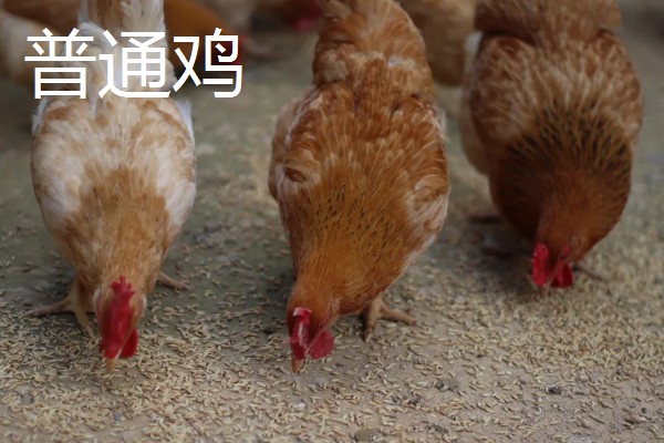 黄油鸡和普通鸡的区别，性格和外观均不同