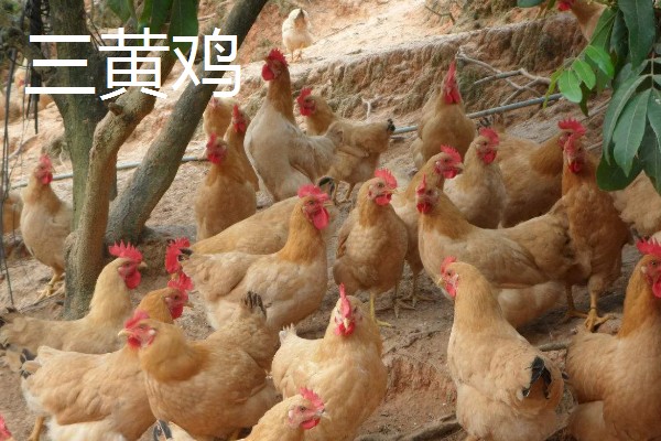 黄油鸡和普通鸡的区别，性格和外观均不同