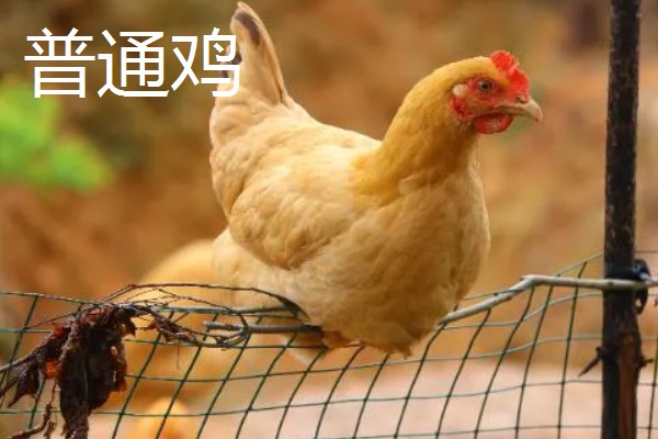 黄油鸡和普通鸡的区别，性格和外观均不同