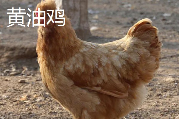 黄油鸡和普通鸡的区别，性格和外观均不同