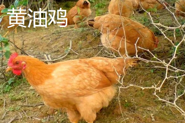 黄油鸡和普通鸡的区别，性格和外观均不同