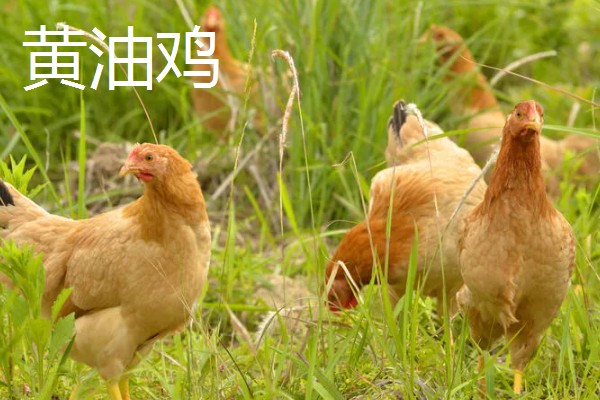 黄油鸡和普通鸡的区别，性格和外观均不同