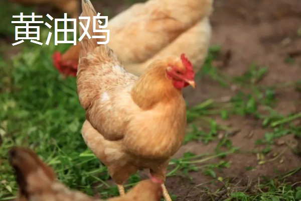 黄油鸡和普通鸡的区别，性格和外观均不同