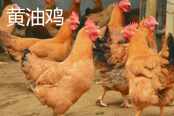 黄油鸡和普通鸡的区别，性格和外观均不同