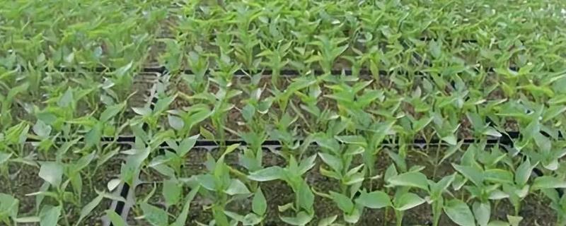 早春茄子的育苗时间，在2月中旬