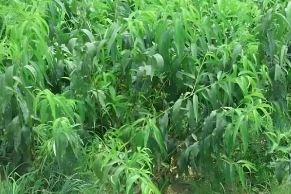 果树旺长不结果的原因，可能是分枝基角小所致