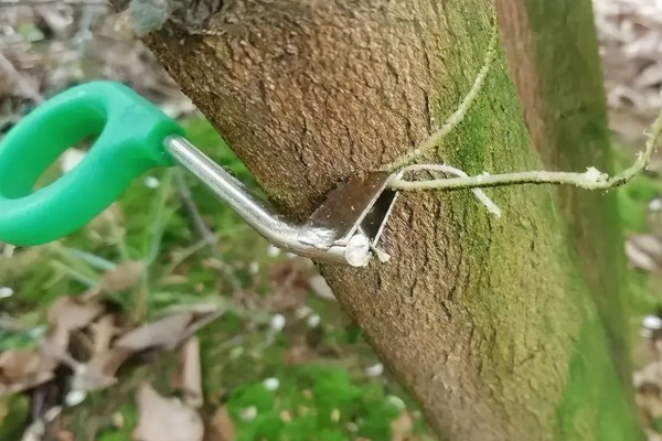 果树旺长不结果的原因，可能是分枝基角小所致