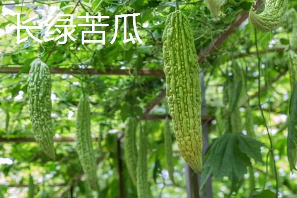 苦瓜的品种，常见的有长绿苦瓜、北京白苦瓜等