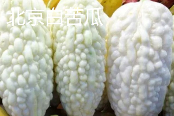苦瓜的品种，常见的有长绿苦瓜、北京白苦瓜等