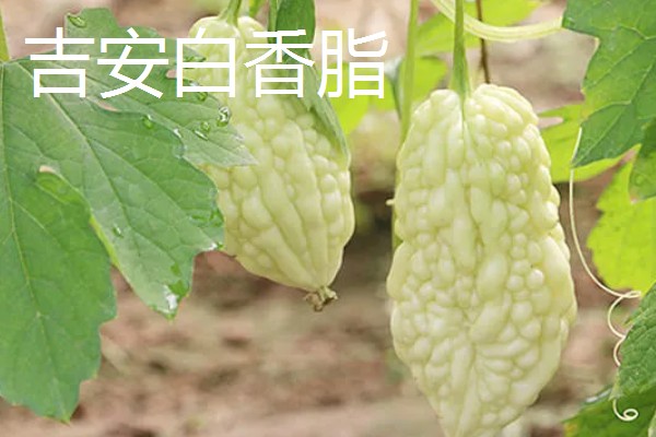 苦瓜的品种，常见的有长绿苦瓜、北京白苦瓜等