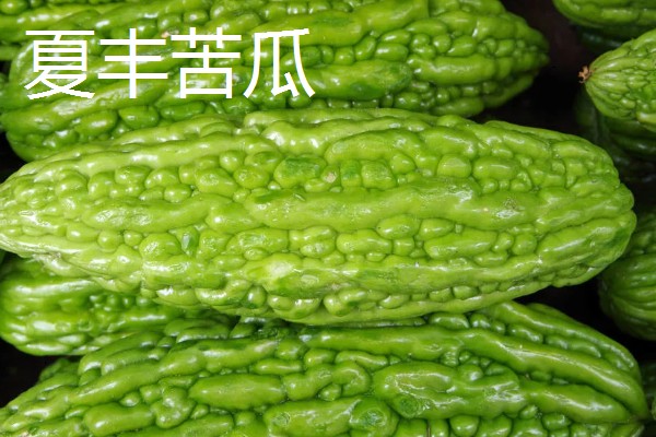 苦瓜的品种，常见的有长绿苦瓜、北京白苦瓜等